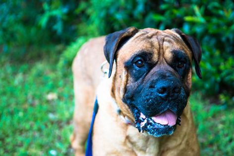 Rescue of the Month & Rescue Gallery - The American Bullmastiff Association