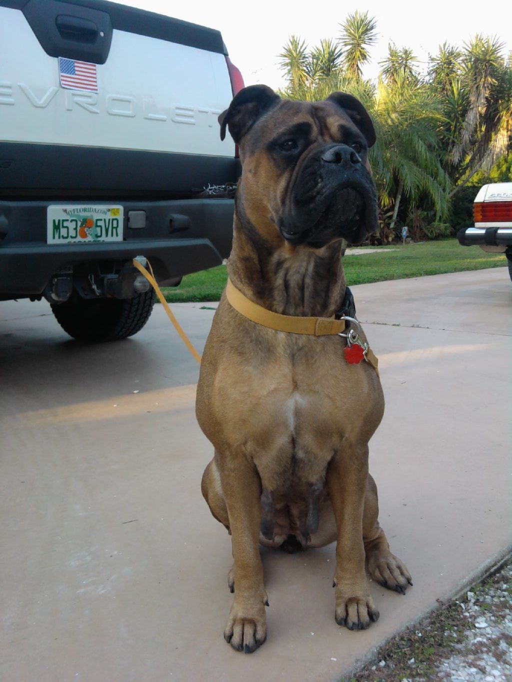 Rescue Of The Month And Rescue Gallery The American Bullmastiff Association