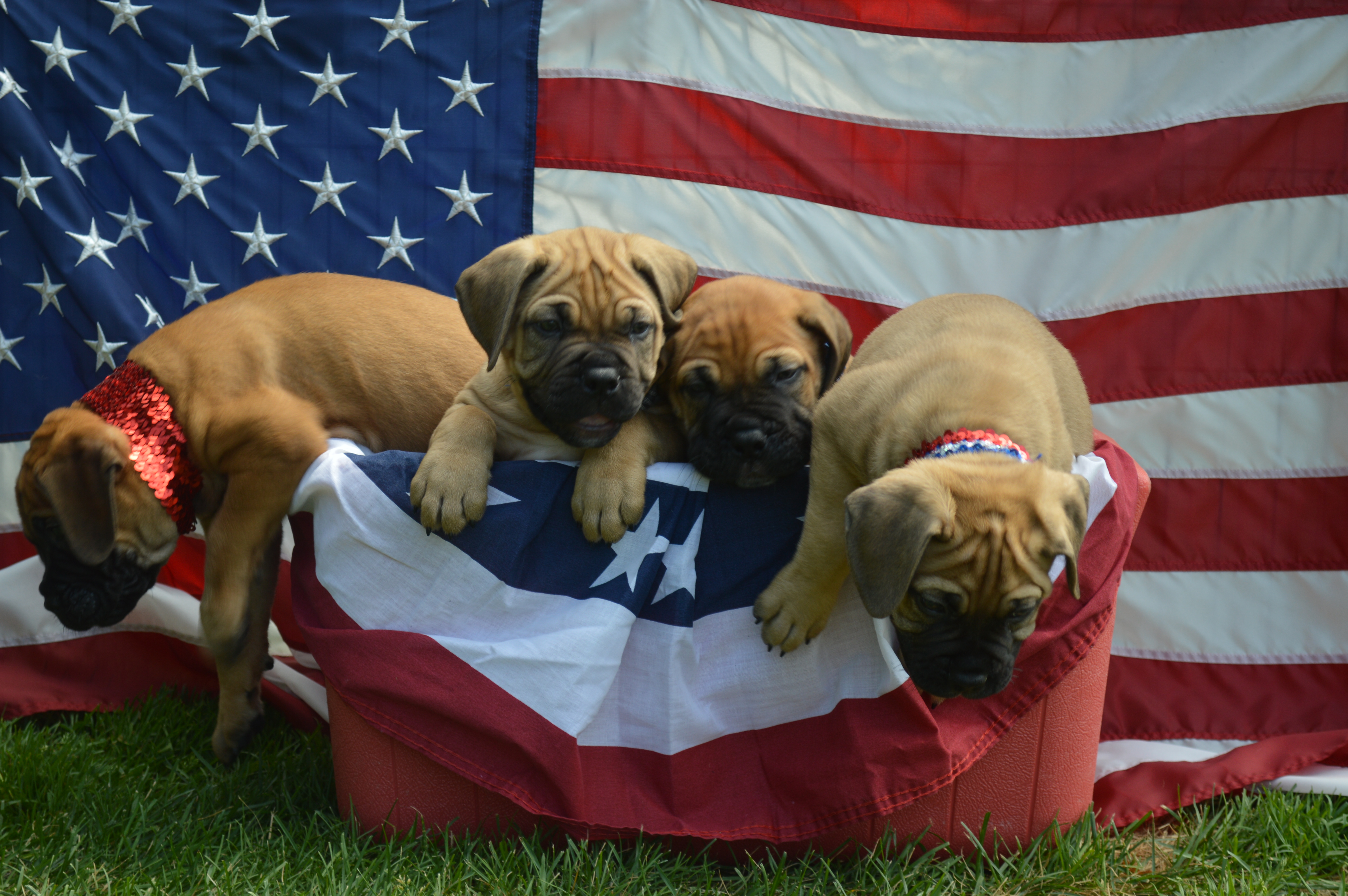 Burningwood bullmastiffs sales