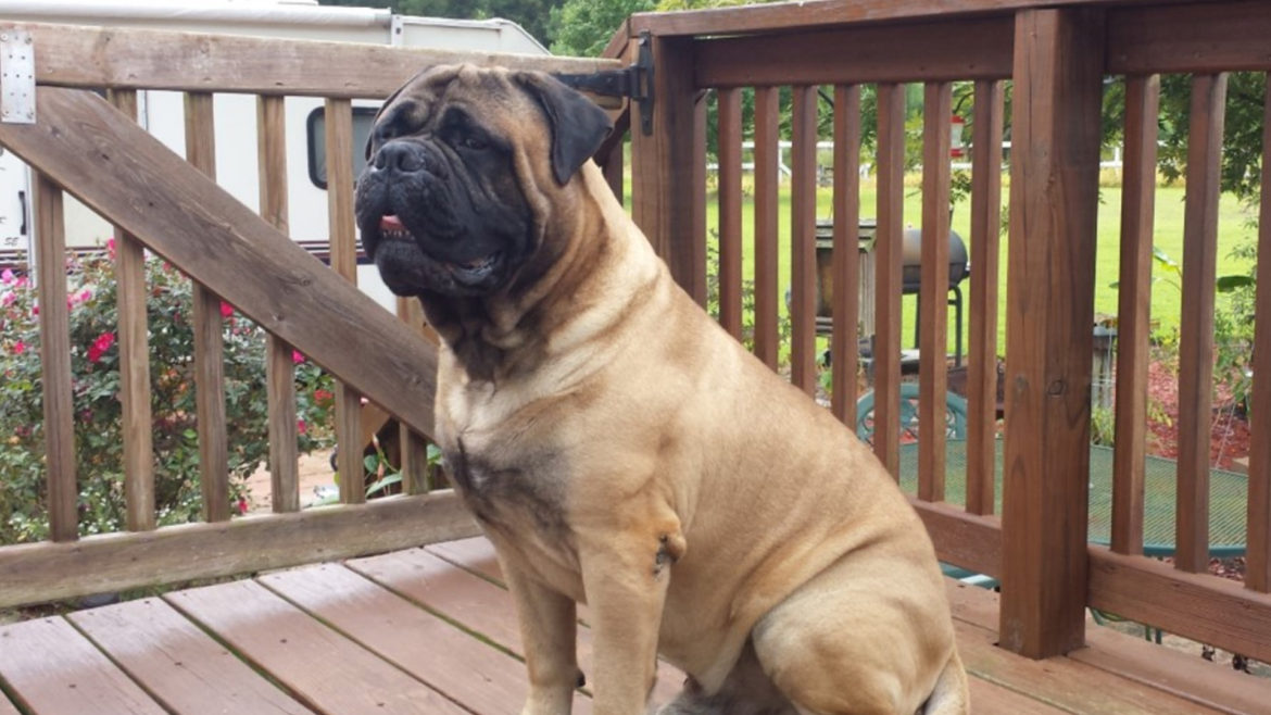 Is the Bullmastiff the right breed for you?