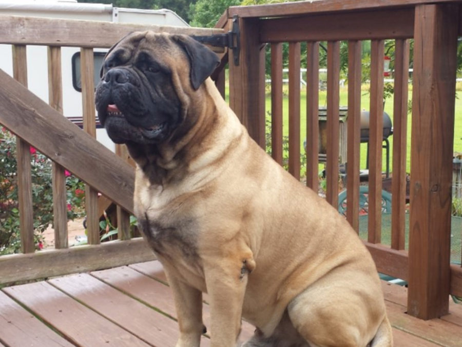 Is the Bullmastiff the right breed for you?